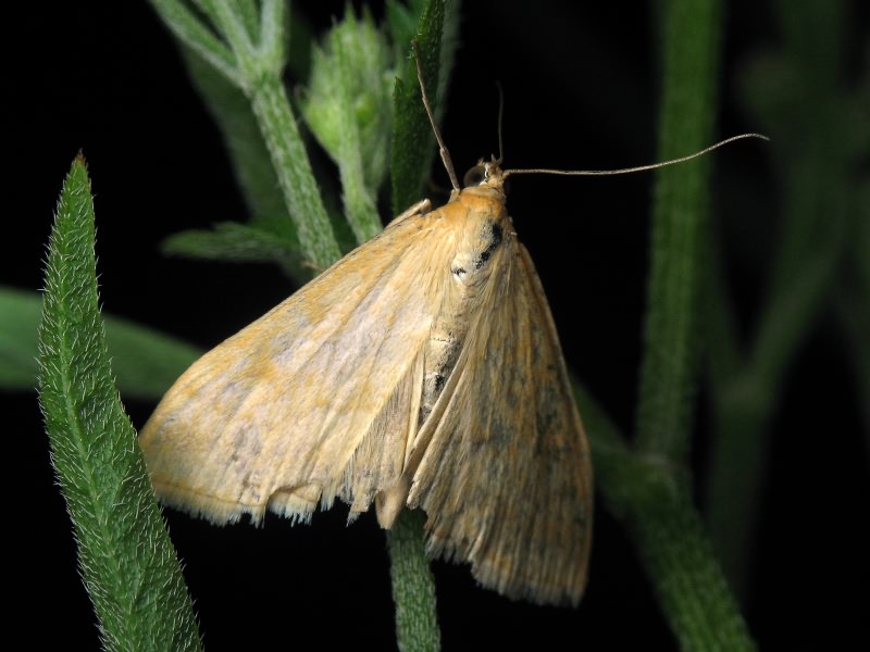 Sitochroa verticalis (Linnaeus, 1758)